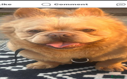 French Bulldog dogs for sale: French bulldog  - Image 6