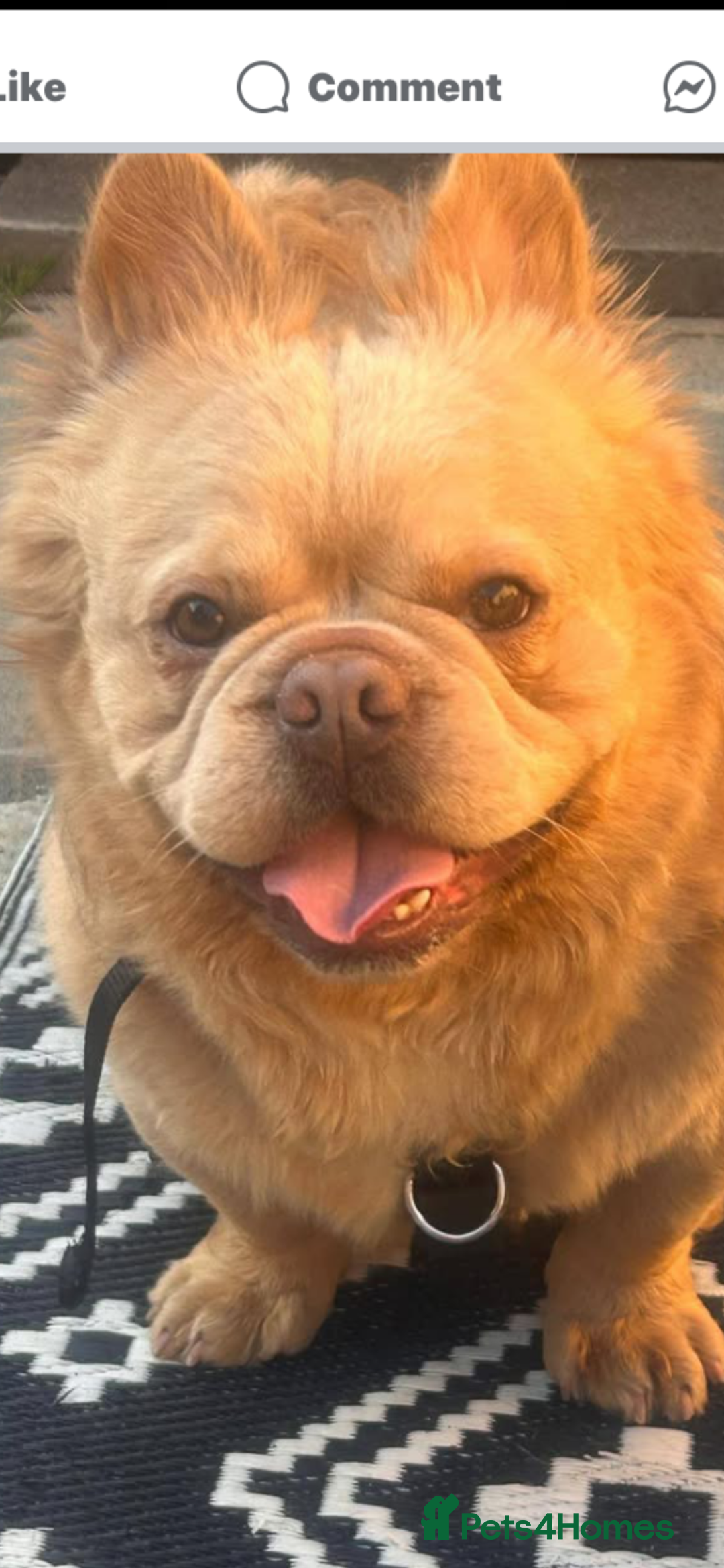 French Bulldog dogs for sale: French bulldog  - Image 6