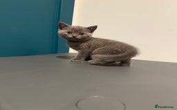 Scottish Fold cats for sale: Scottish Fold Kittens  - Image 10