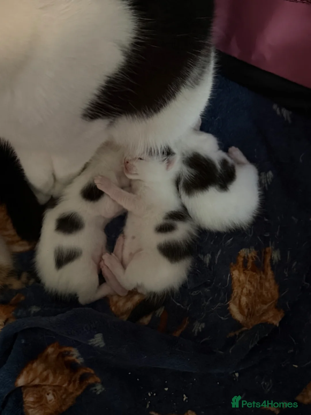 Mixed Breed cats for sale: 3 beautiful kittens  - Advert 10