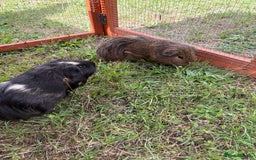 Guinea Pig rodents for sale: Two male guinea pigs  - Image 4