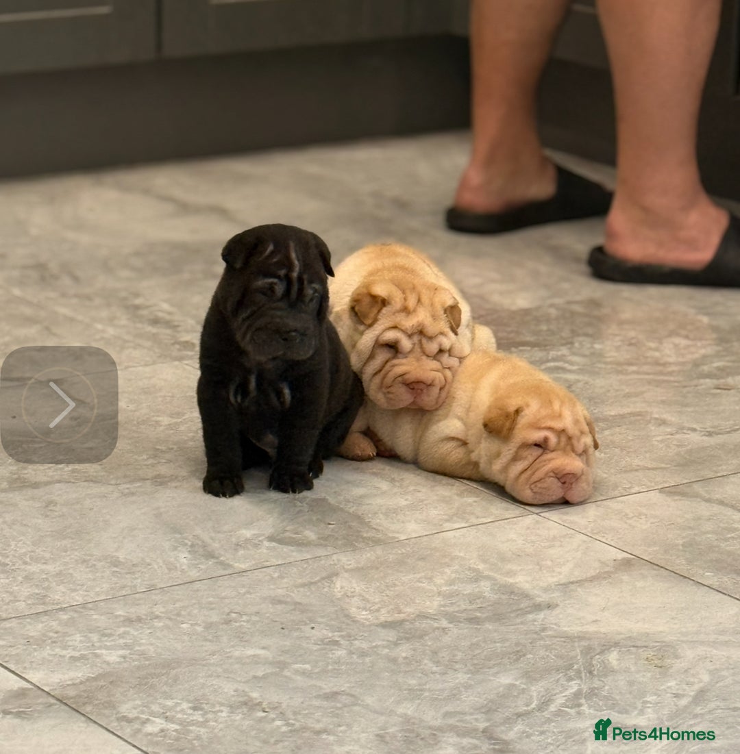 Shar Pei dogs for sale: Bear Coat Shar Pei’s - Advert 2