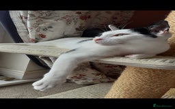 Domestic Shorthair cats for sale: Beautiful girl  - Image 1