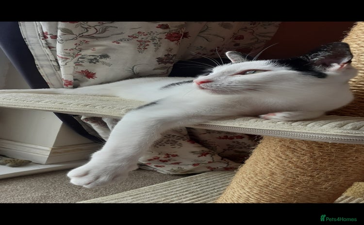 Domestic Shorthair cats - Advert 1