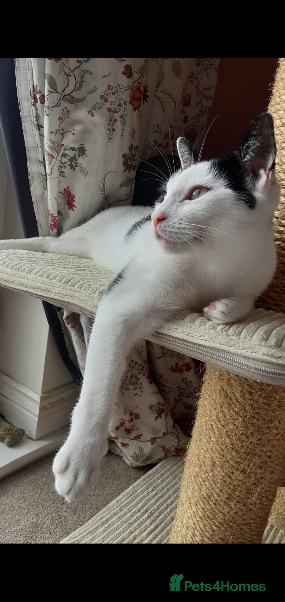 Domestic Shorthair cats for sale: Beautiful girl  - Image 1