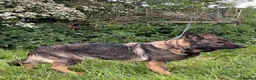 German Shepherd dogs for sale: Retiring 3 bitches & 1 male - Advert 14
