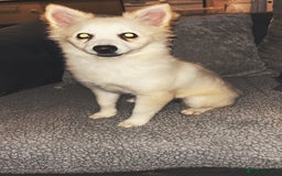 Pomeranian dogs for sale: Honey  - Image 1