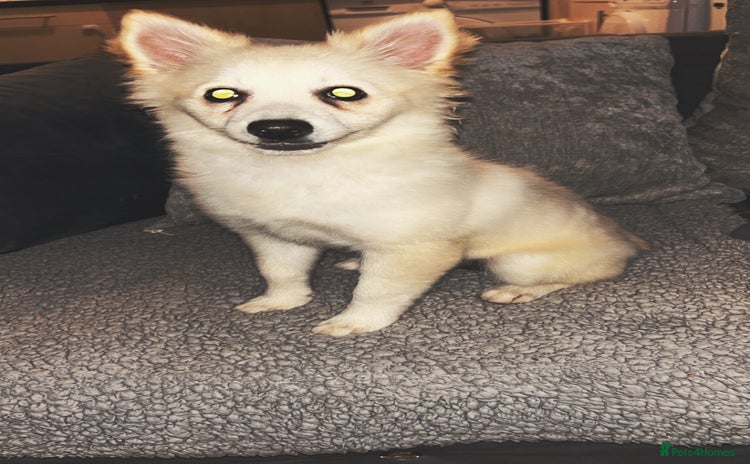 Pomeranian dogs - Advert 11