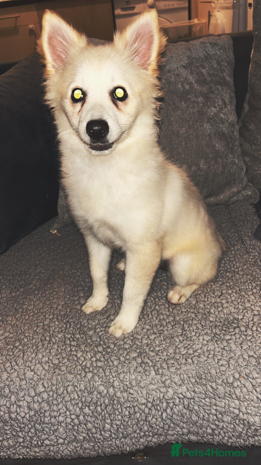 Pomeranian dogs for sale: Honey  - Image 1