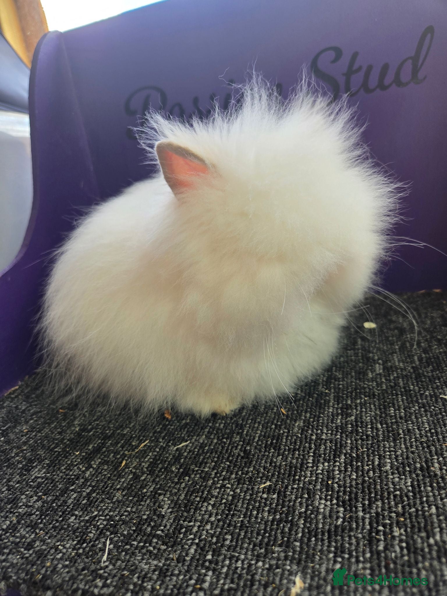 Lionhead rabbits Pure bred double maned lion head - Advert 2