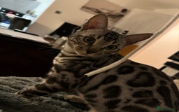 Bengal cats for sale: Silver rosetted Bengal🐆❤️ - Image 10