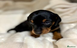 Miniature Dachshund dogs for sale: Miniature Dachshunds  - Image 7