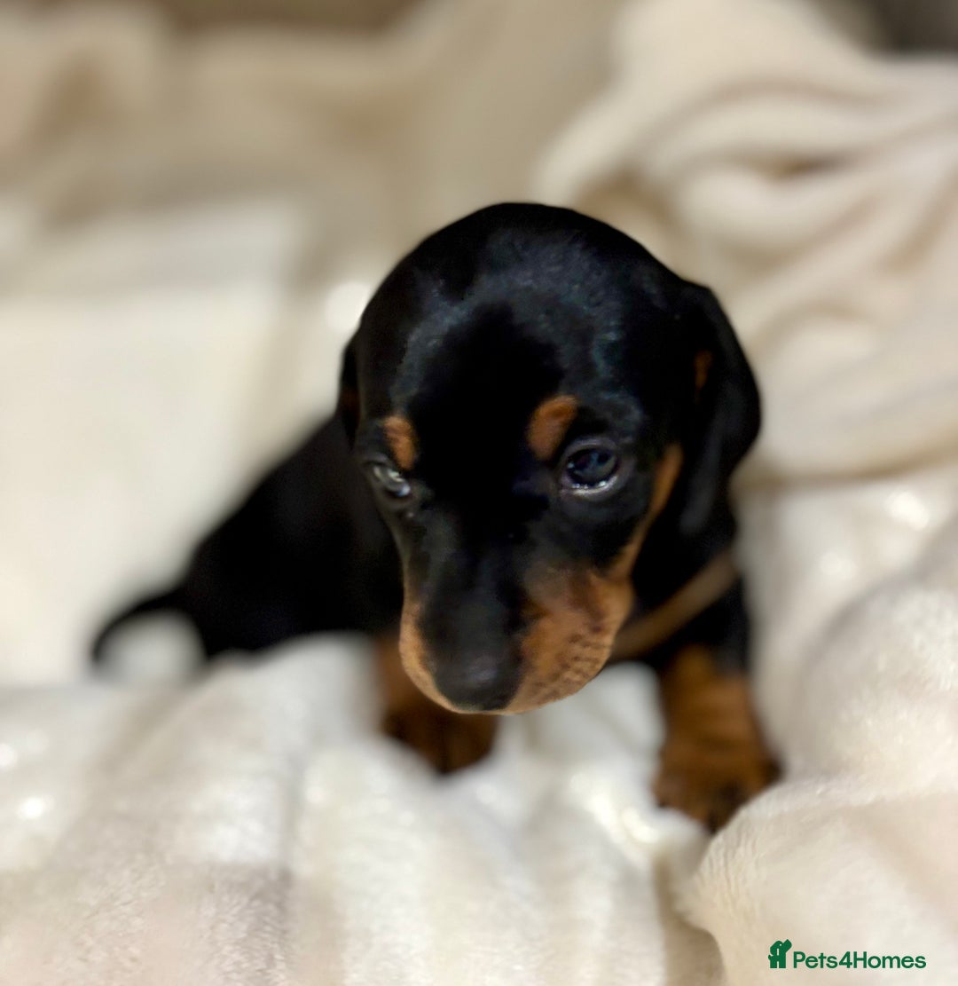 Miniature Dachshund dogs for sale: Miniature Dachshunds  - Image 7