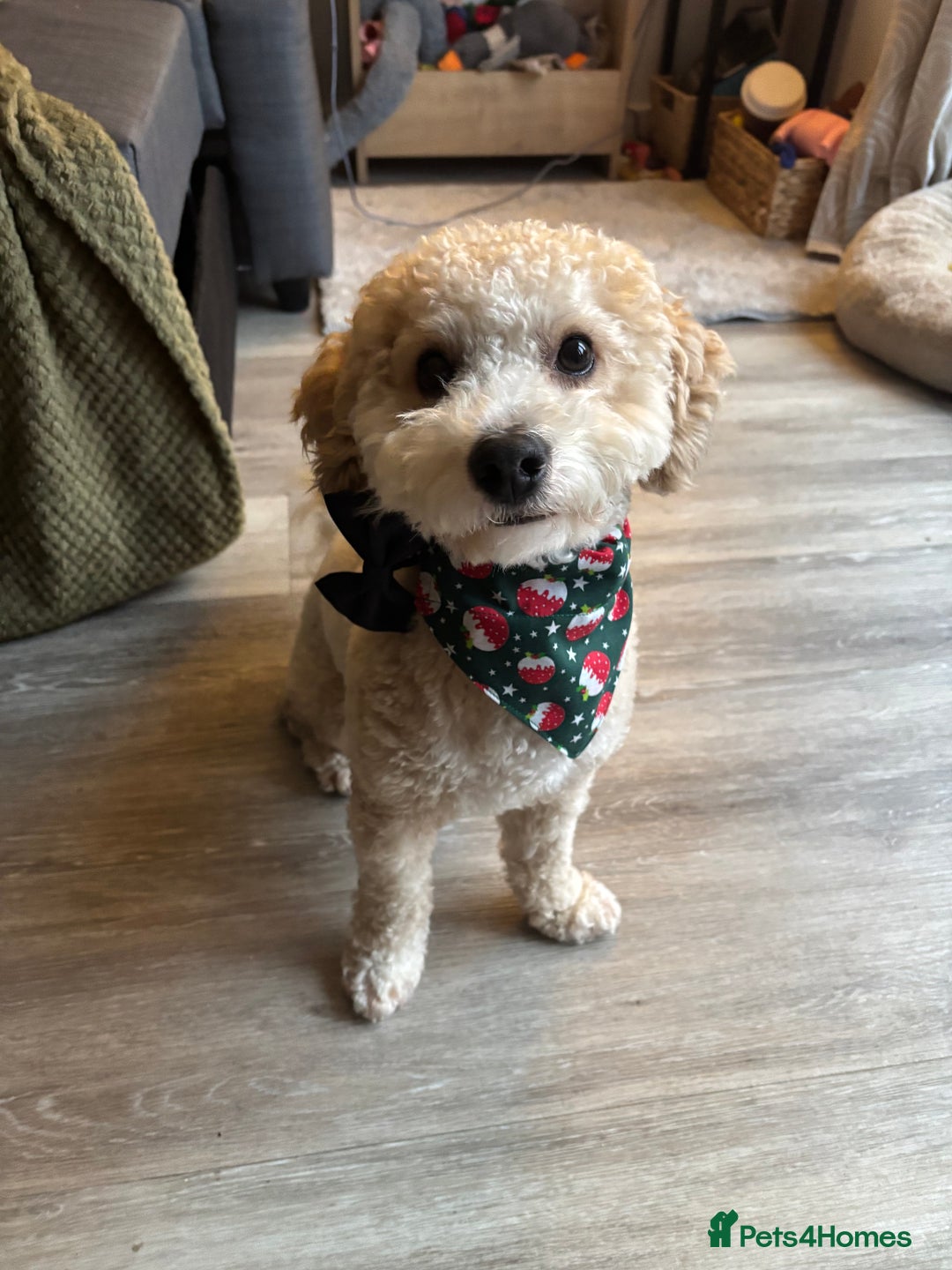 Poochon dogs for stud: Gorgeous Poochon Stud  - Advert 2