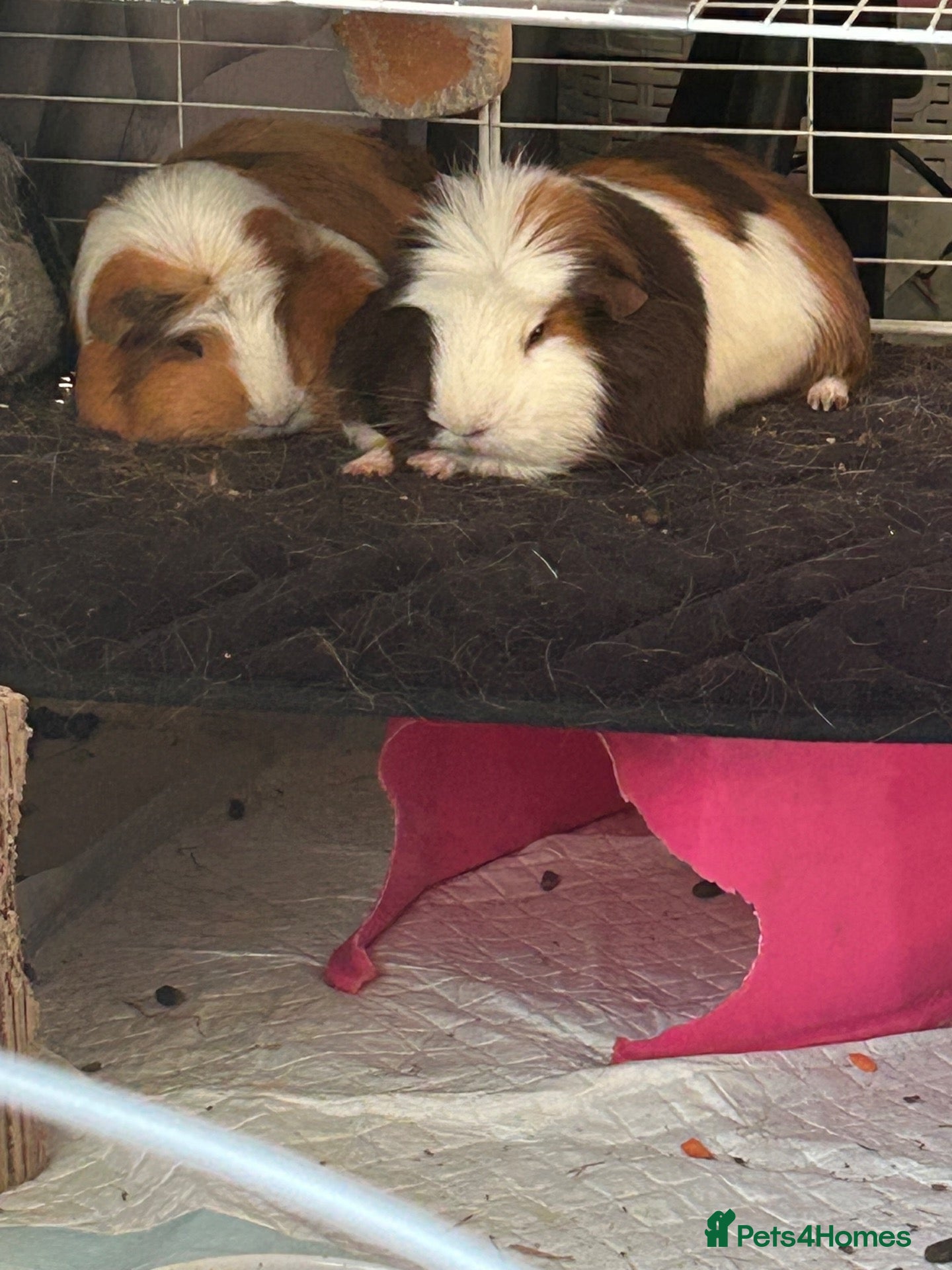 Guinea Pig rodents 2 female Guinea Pigs - Advert 2