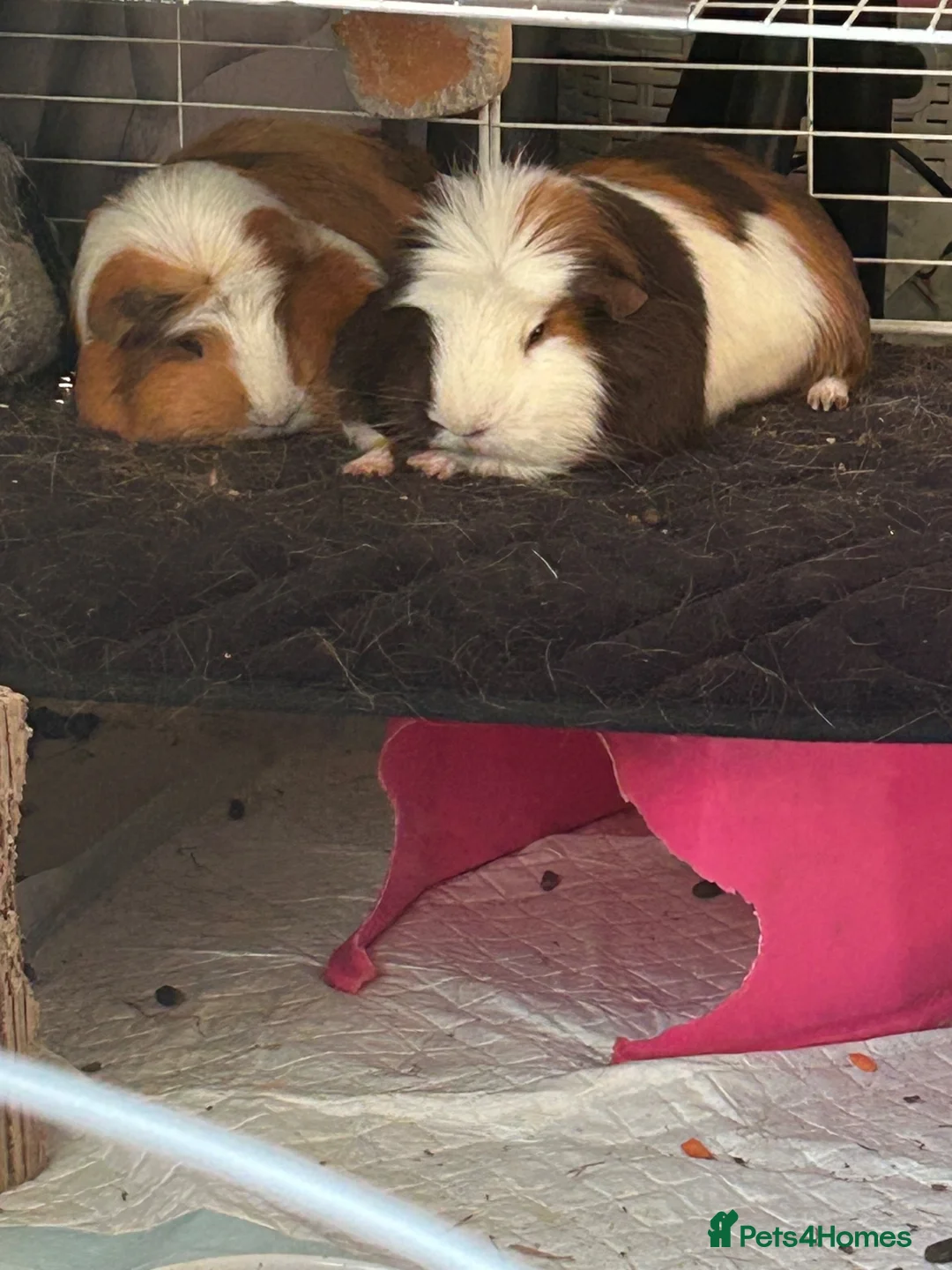 Guinea Pig rodents for sale: 2 female Guinea Pigs in Glasgow - Advert 2
