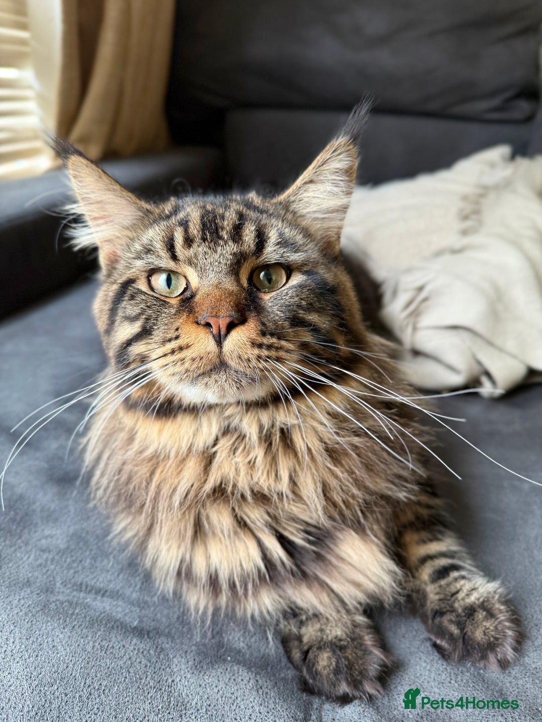 Maine Coon cats for sale: HURRY!! 10-MONTH-OLD MAINE COON KITTENS FOR SALE🐱 - Image 28