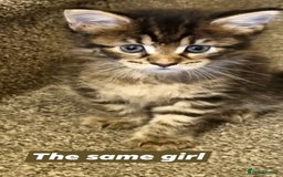 Maine Coon cats for sale: Mainecoon Kittens - Image 2