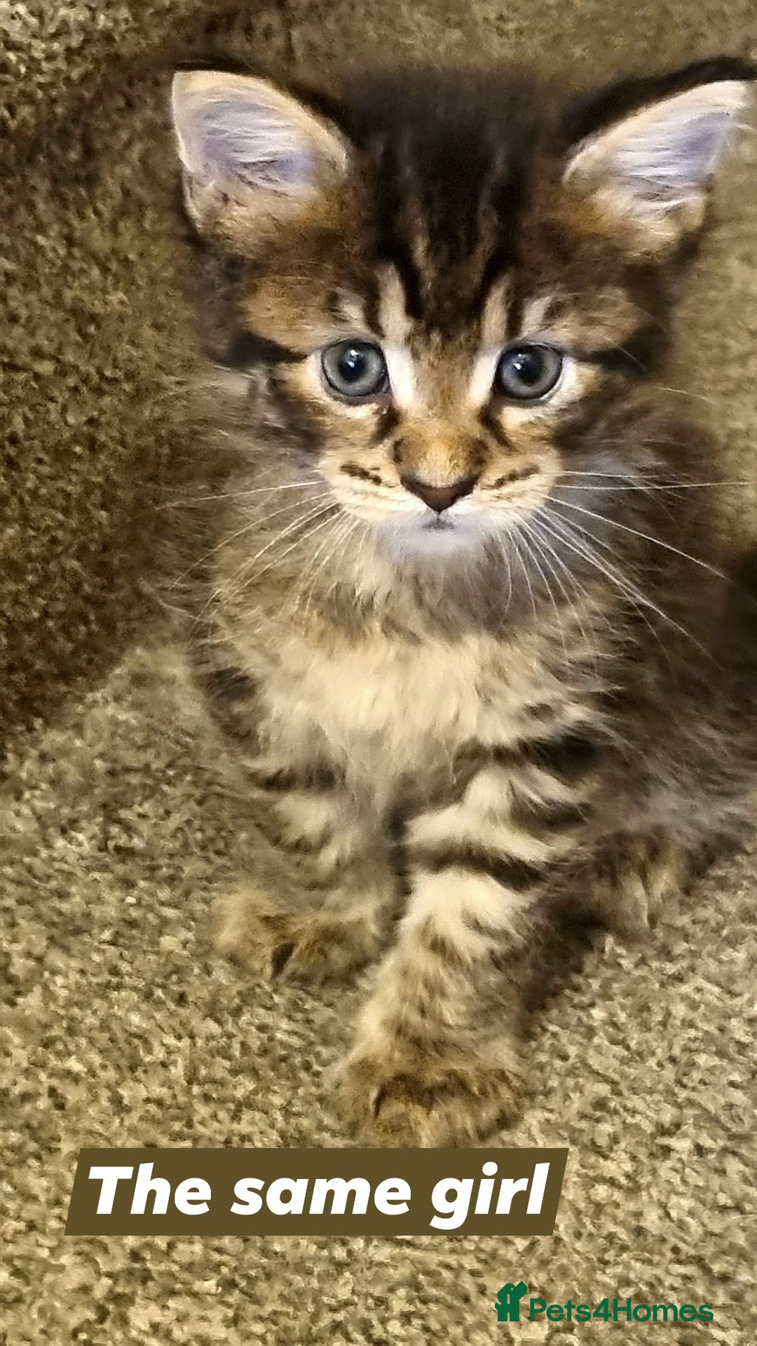Maine Coon cats for sale: Mainecoon Kittens - Image 2