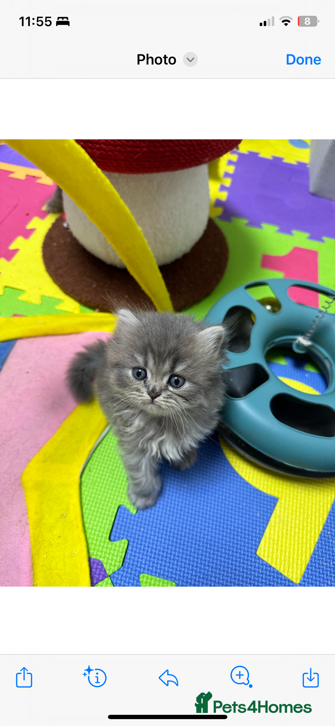Scottish Fold cats for sale: Lovely kitten Highland delivery only Scotland Xx - Image 18