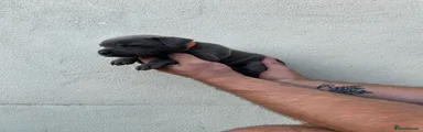 Orange Collar