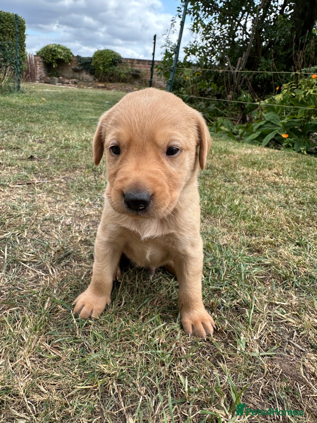 Labrador Retriever dogs for sale: Fox Red Labrador Puppies for Sale  - Image 8