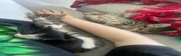 Mixed Breed cats for sale: Tabby  in Plymouth - Advert 6