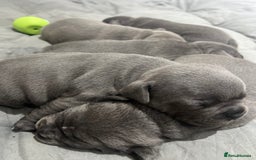 Staffordshire Bull Terrier dogs for sale: 🏆  GRAND CHAMPION Staffordshire Bull Terrier Pups - Image 9