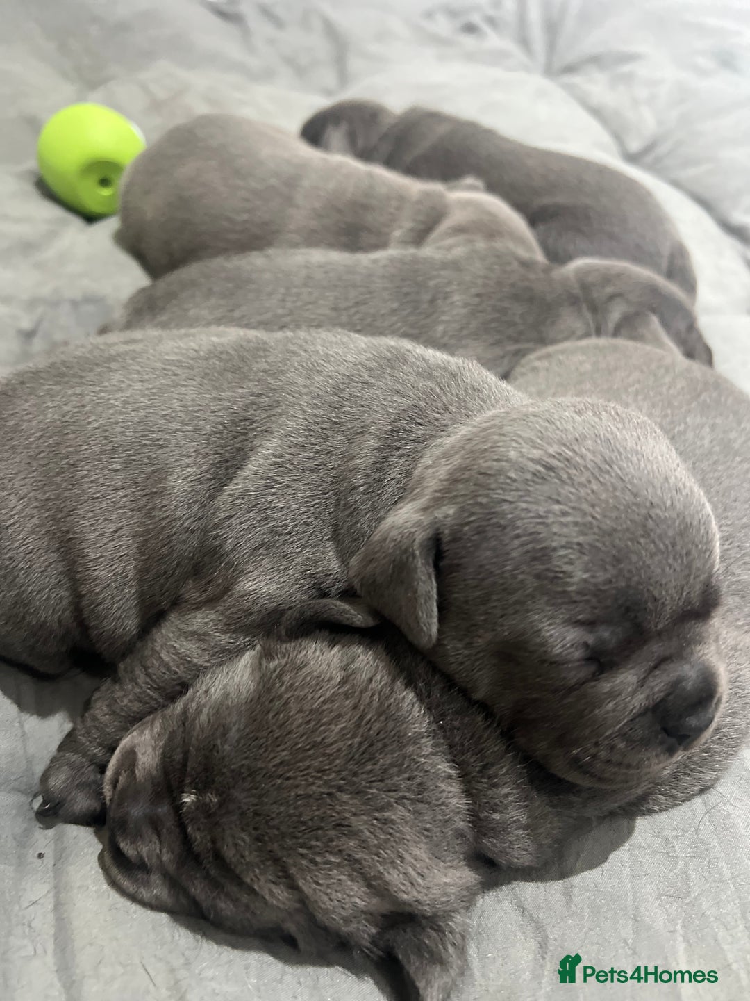 Staffordshire Bull Terrier dogs for sale: 🏆  GRAND CHAMPION Staffordshire Bull Terrier Pups - Image 9