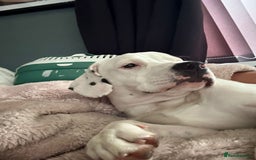 Mixed Breed dogs for sale: STAFFY/SPANIEL CROSS GIRL IN SCARBOROUGH 8 MONTHS  - Image 3