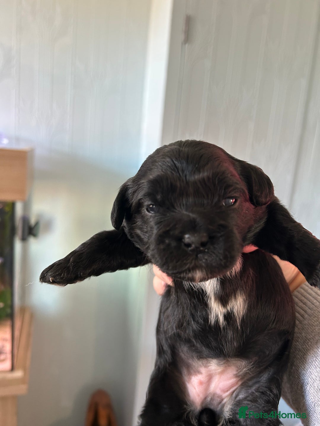 Mixed Breed dogs for sale: Peekapoo puppies for sale  - Image 8