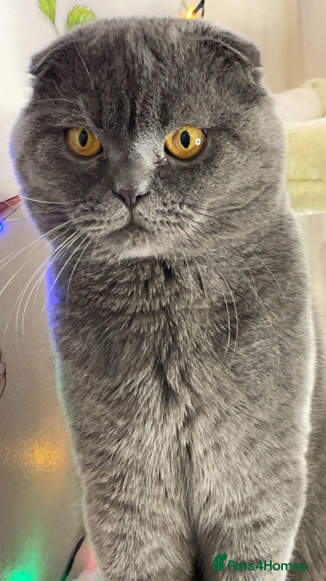 Scottish Fold cats for sale: Scottish fold male cat for rehome.  - Advert 5