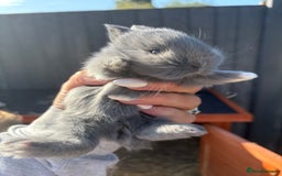 Netherland Dwarf rabbits for sale: Netherlands x lion heads  - Image 2