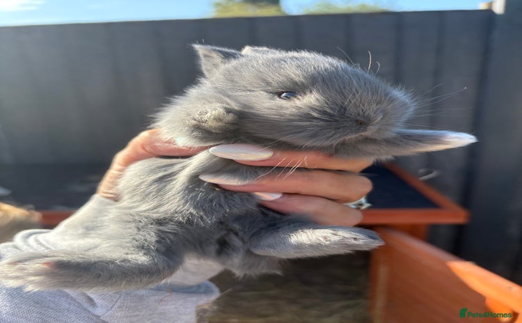 Netherland Dwarf rabbits - Advert 16