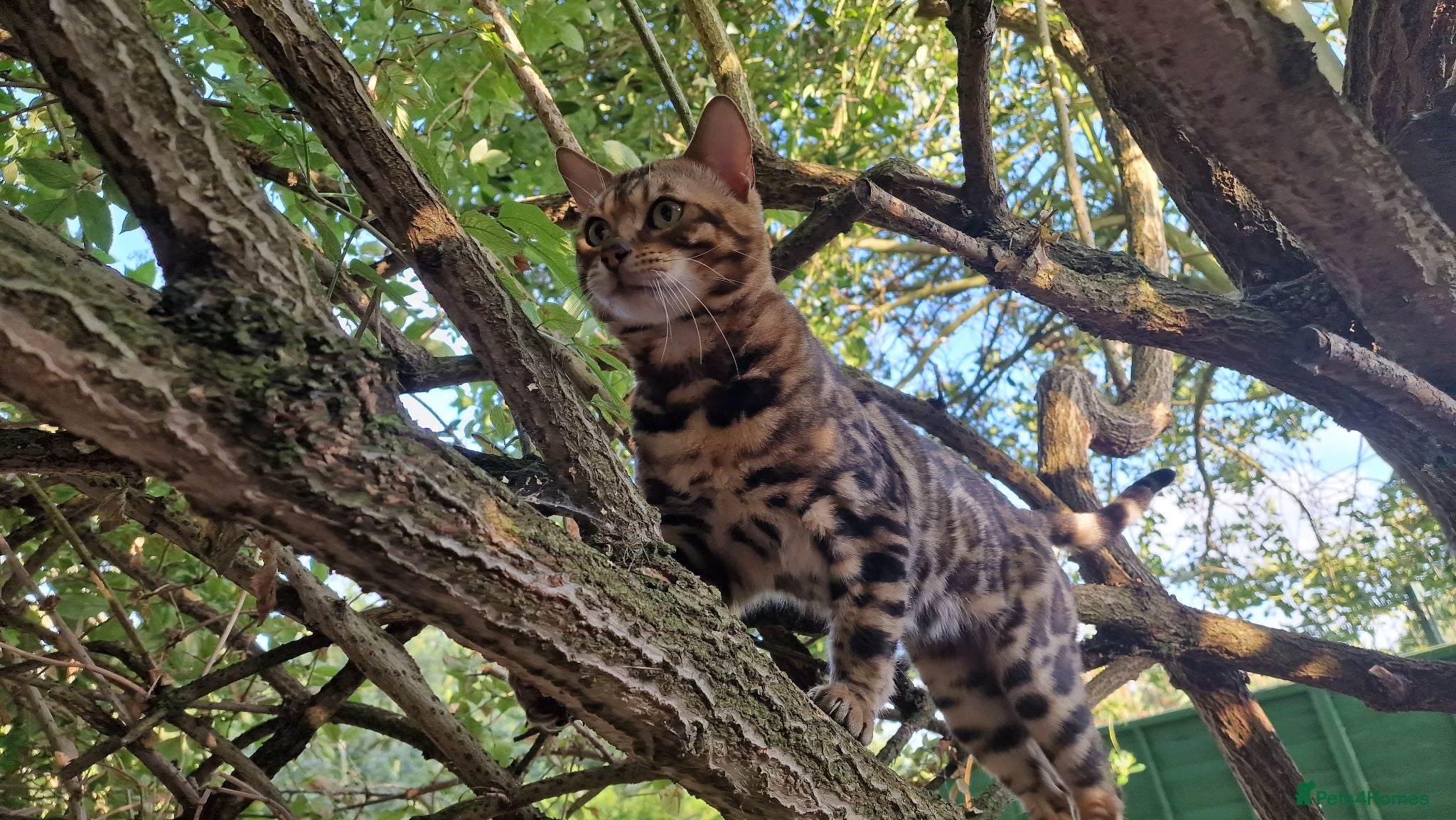 Bengal cats Bengal cat for stud, Fabio. - Advert 18