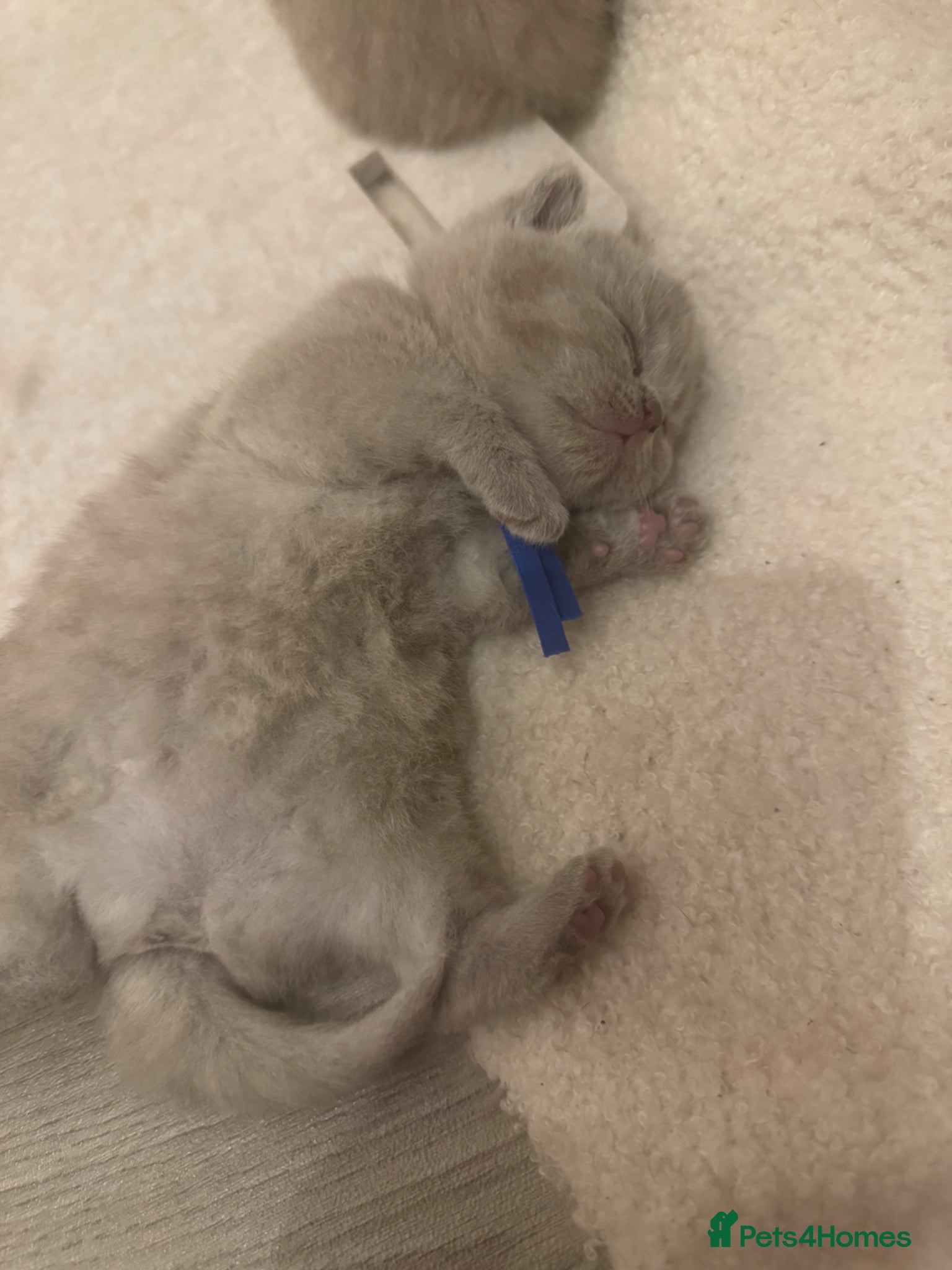 British Shorthair cats Stunning Chunky Lilac GIRL  - Advert 1