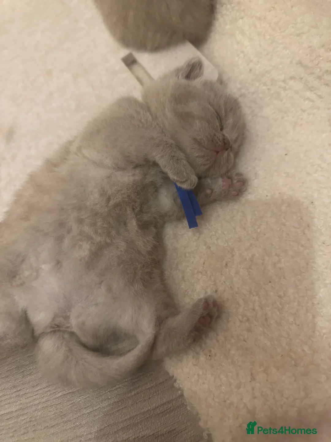 British Shorthair cats for sale: Stunning Chunky Lilac GIRL  - Advert 1