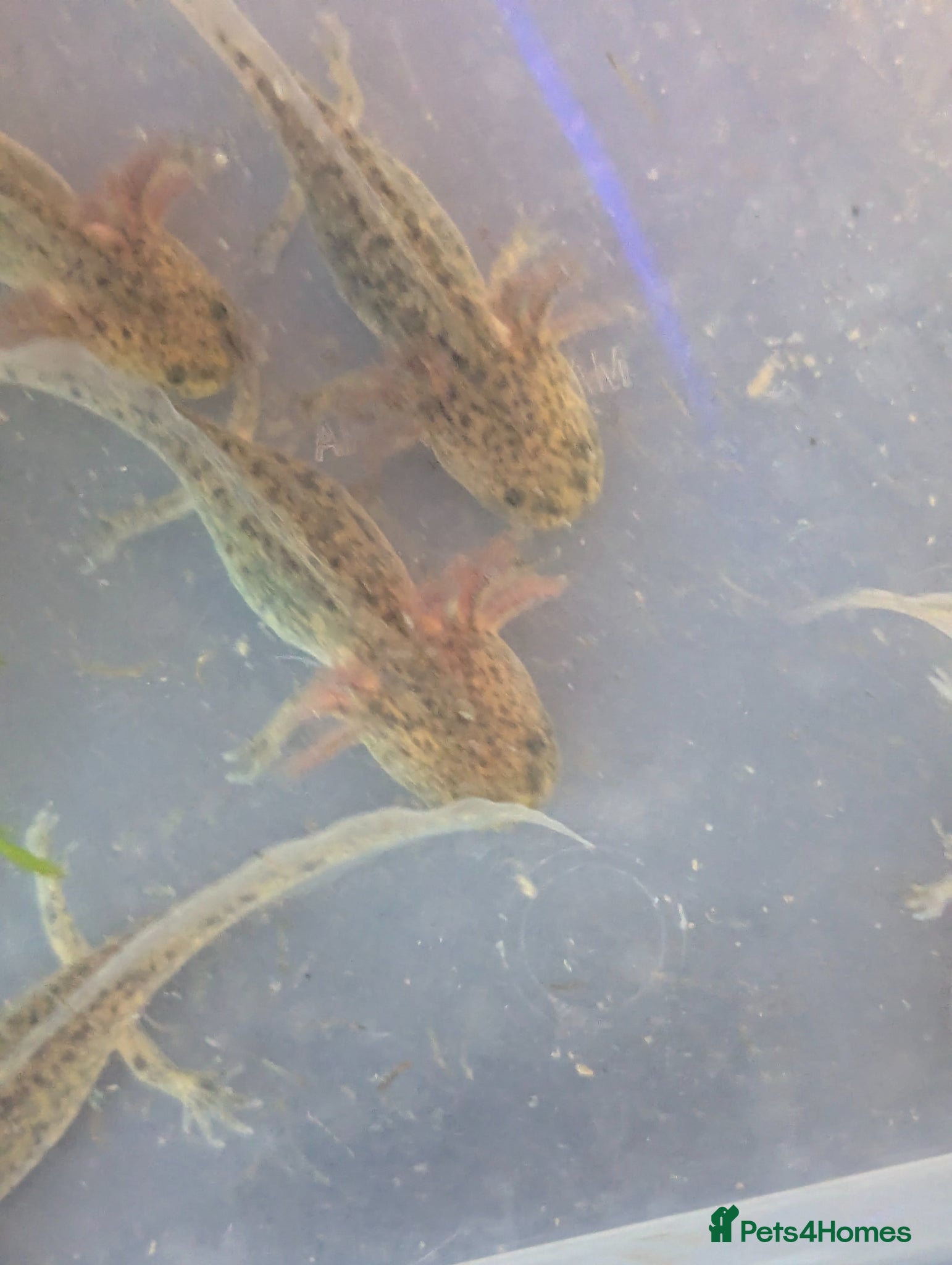 Axolotl reptiles Baby axoltis  - Advert 23