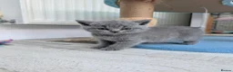 British Shorthair cats for sale: GCCF Registered British Shorthair Kittens - Advert 10