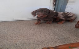 Miniature Dachshund dogs for sale: Miniture dashounds wire hair  - Image 4