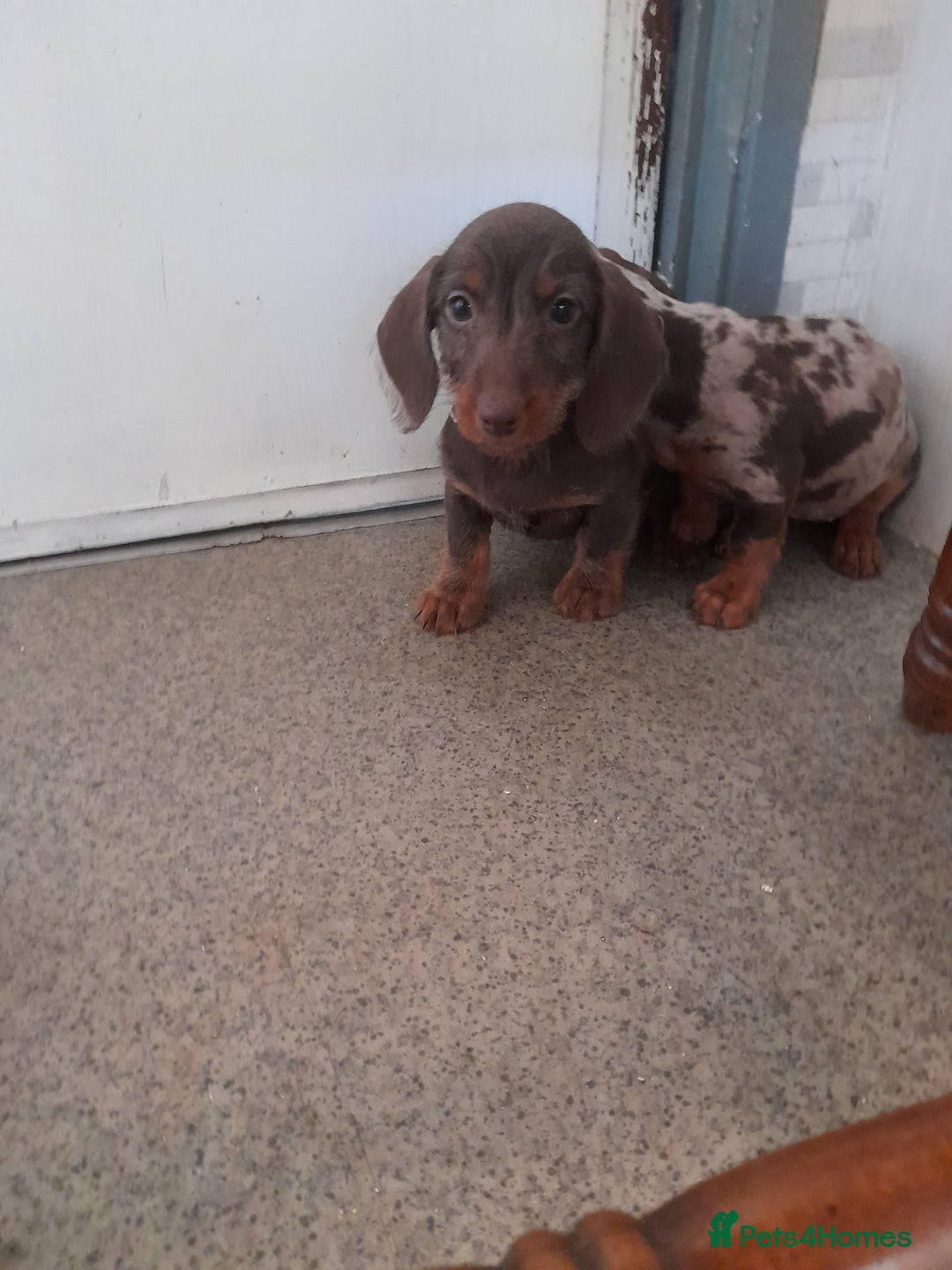 Miniature Dachshund dogs for sale: Miniture dashounds wire hair  - Image 4