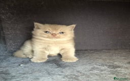 British Shorthair cats for sale: GCCF British shorthair kittens for Sale - Image 3
