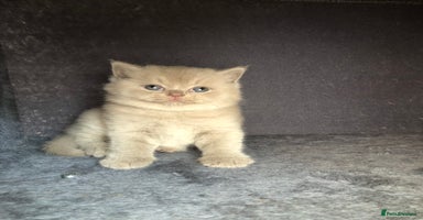 British Shorthair cats - Advert 9