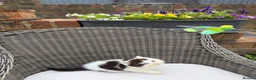 British Shorthair cats for sale: READY NOW or soon - Full Pedigree Registered BSH  - Advert 32