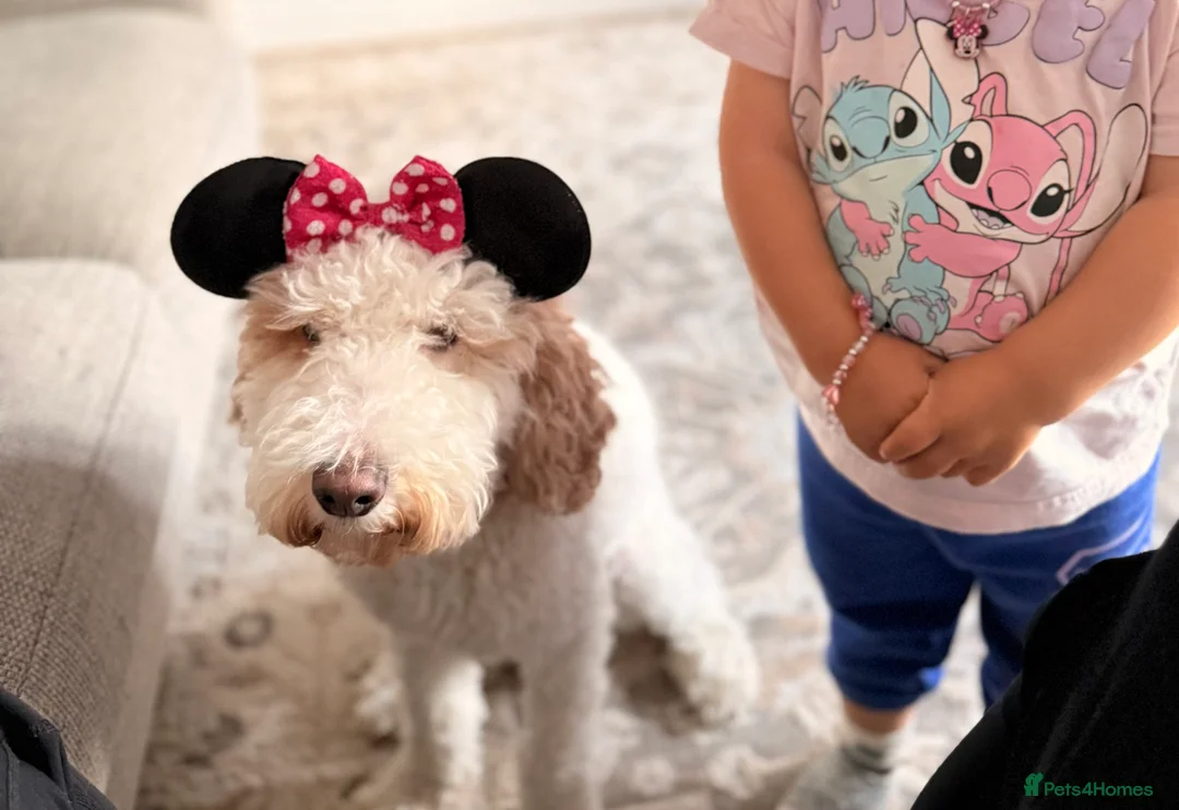 Australian Labradoodle dogs for sale: Female miniature Australian Labradoodle - Advert 6