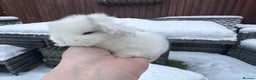 Mini Lop rabbits for sale: Stunning mini lop bunnies ready to reserve  - Advert 12