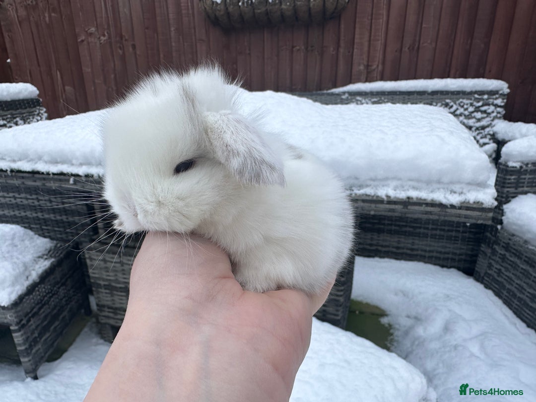 Mini Lop rabbits for sale: Stunning mini lop bunnies ready to reserve  - Advert 12