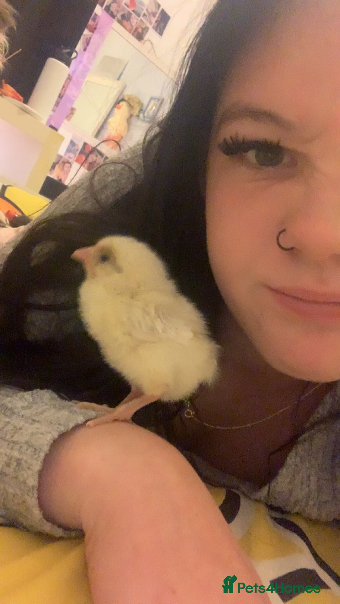 Chickens poultry for sale: 2 chicks for a new home  - Advert 6