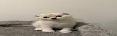 Scottish Fold Kitten 1