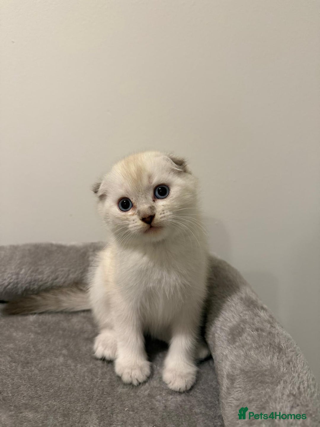 Scottish Fold cats for sale: Beautiful Scottish Fold/British Shorthair Kittens - Advert 19